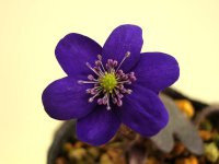 雪割草標準花『濃紫色花』