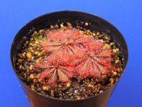 コモウセンゴケ・沖縄産白花