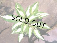 ナイト　ビフォア　クリスマス　（株立ち）　