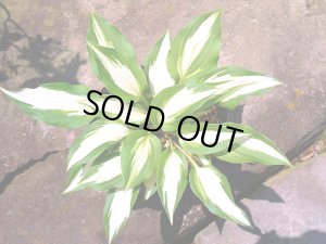 販売見本ではありません。