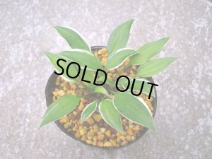 販売見本ではありません。