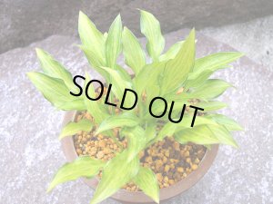 販売見本ではありません。