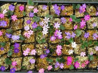 雪割草標準花花色ミックス48株セット　
