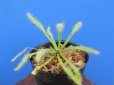 画像1: アフリカナガバモウセンゴケ白花種（カペンシス）　 (1)