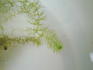 画像1: タヌキモ　（5〜6株）ただ今絶好調増量中　