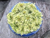 富士錦　2.5Ｐ