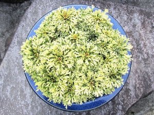 画像1: 富士錦　2.5Ｐ