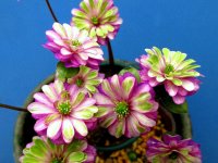 雪割草銘品【天輪宝】（大1.5芽株）