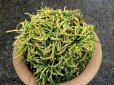 画像2: 龍神ノ舞　2.5Ｐ (2)