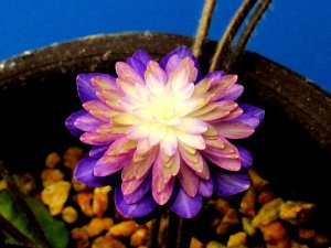 画像1: 雪割草銘品【紫晃殿】（頭割れ大2芽株）