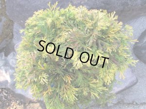 画像5: イワヒバ特選品【花火】（9号化粧鉢）