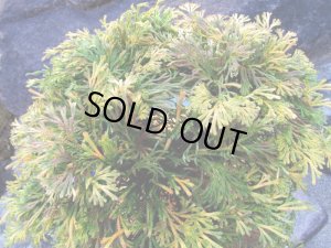 画像6: イワヒバ特選品【花火】（9号化粧鉢）