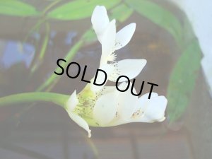 画像1: ミズサンザシ　