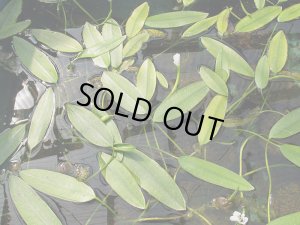 画像2: ミズサンザシ　