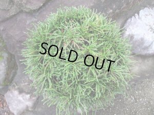 画像6: イワヒバ特選品【臥竜】（11号化粧鉢）