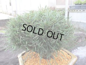 画像4: イワヒバ特選品【臥竜】（11号化粧鉢）