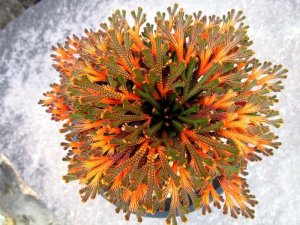 画像1: 多摩紅花　2.5Ｐ