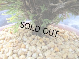 画像5: イワヒバ特選品【紅筑波】（5号化粧鉢）