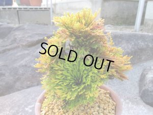 画像3: イワヒバ特選品【紅筑波】（5号化粧鉢）