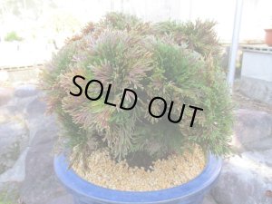 画像4: イワヒバ特選品【紅之華】（13号化粧鉢）