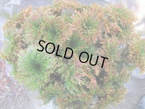 画像5: イワヒバ特選品【紅之華】（13号化粧鉢）