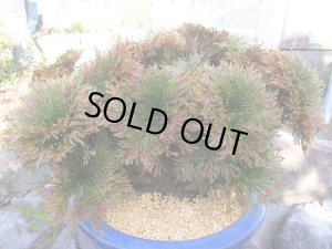 画像3: イワヒバ特選品【紅之華】（13号化粧鉢）