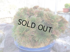 画像2: イワヒバ特選品【紅之華】（13号化粧鉢）