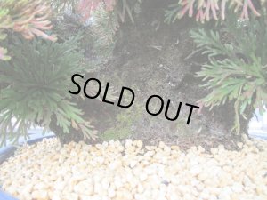 画像6: イワヒバ特選品【紅之華】（13号化粧鉢）