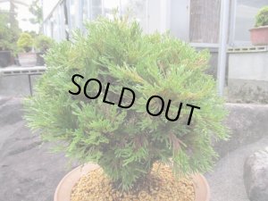 画像3: イワヒバ特選品【花染】（9号化粧鉢）