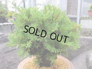 画像2: イワヒバ特選品【花染】（9号化粧鉢）