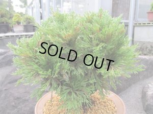 画像4: イワヒバ特選品【花染】（9号化粧鉢）