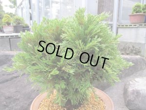 画像5: イワヒバ特選品【花染】（9号化粧鉢）