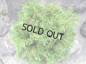 画像6: イワヒバ特選品【花染】（9号化粧鉢）