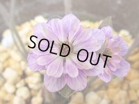 雪割草銘品【藤文様】（大2芽株）