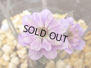 画像1: 雪割草銘品【藤文様】（大2芽株）