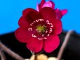 画像1: 雪割草選別花　049（大1芽株/3号プラ） (1)