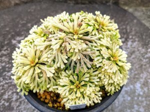 画像1: 光鳳ノ華　2.5P