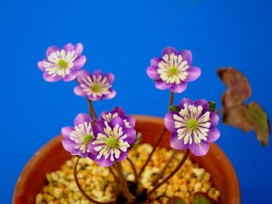 画像2: 雪割草銘品【紫宝梅】（大2芽株）