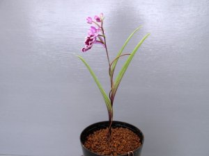 画像2: 羽蝶蘭選別花　【特売中30％off】　