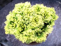 華金襴　2.5Ｐ