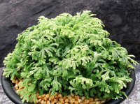 天照冠　2.5Ｐ