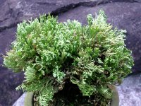 駿河獅子　2.5Ｐ