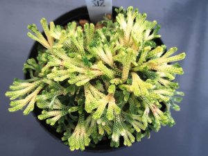画像1: 白古金　2.5Ｐ