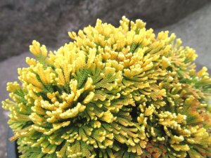 画像1: 雷光　2.5Ｐ
