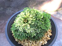 金剛宝　2.5Ｐ