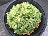白鶴　2.5Ｐ