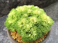 金晃殿　2.5Ｐ