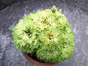 見本画像です。
