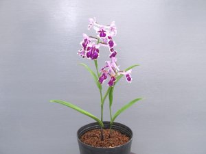 画像2: 羽蝶蘭選別花　【特売中30％off】　