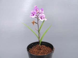 画像2: 羽蝶蘭選別花　【特売中30％off】